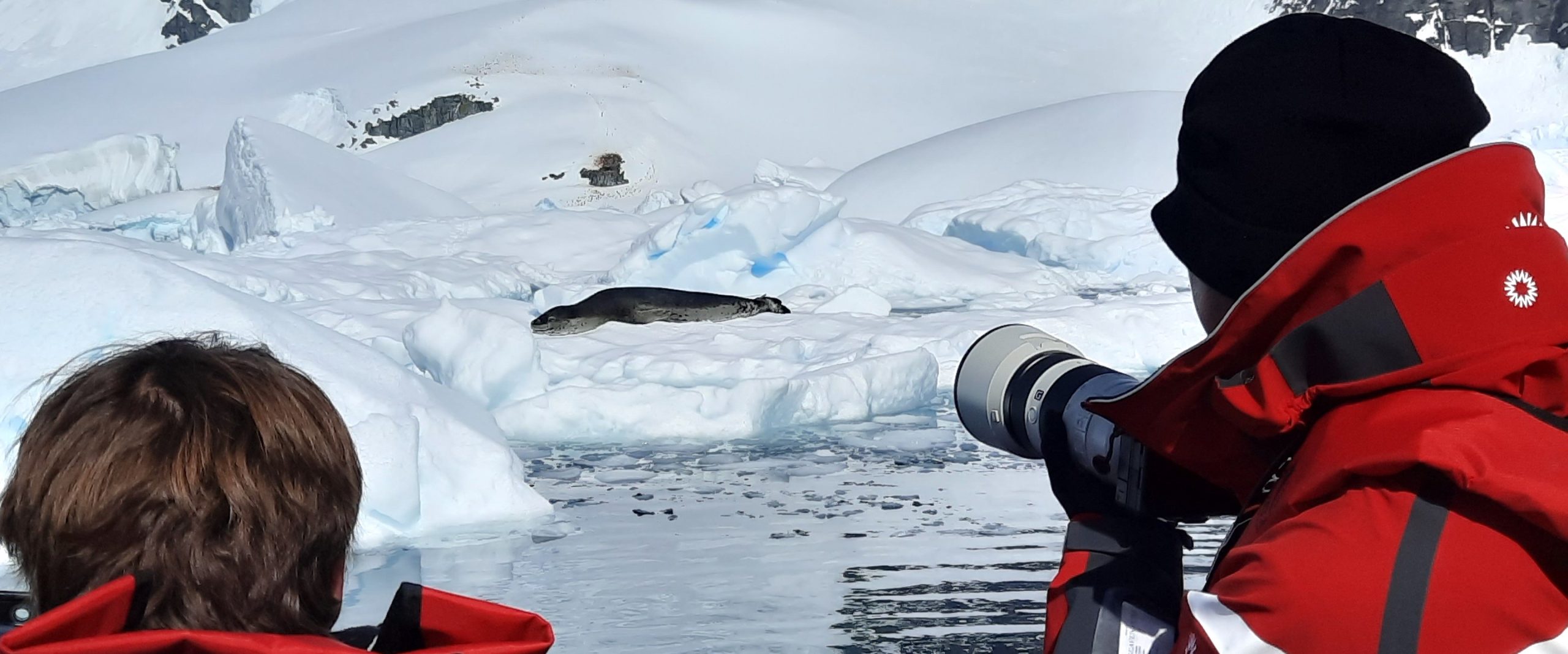 Should you visit Antarctica or the Arctic? - Lonely Planet