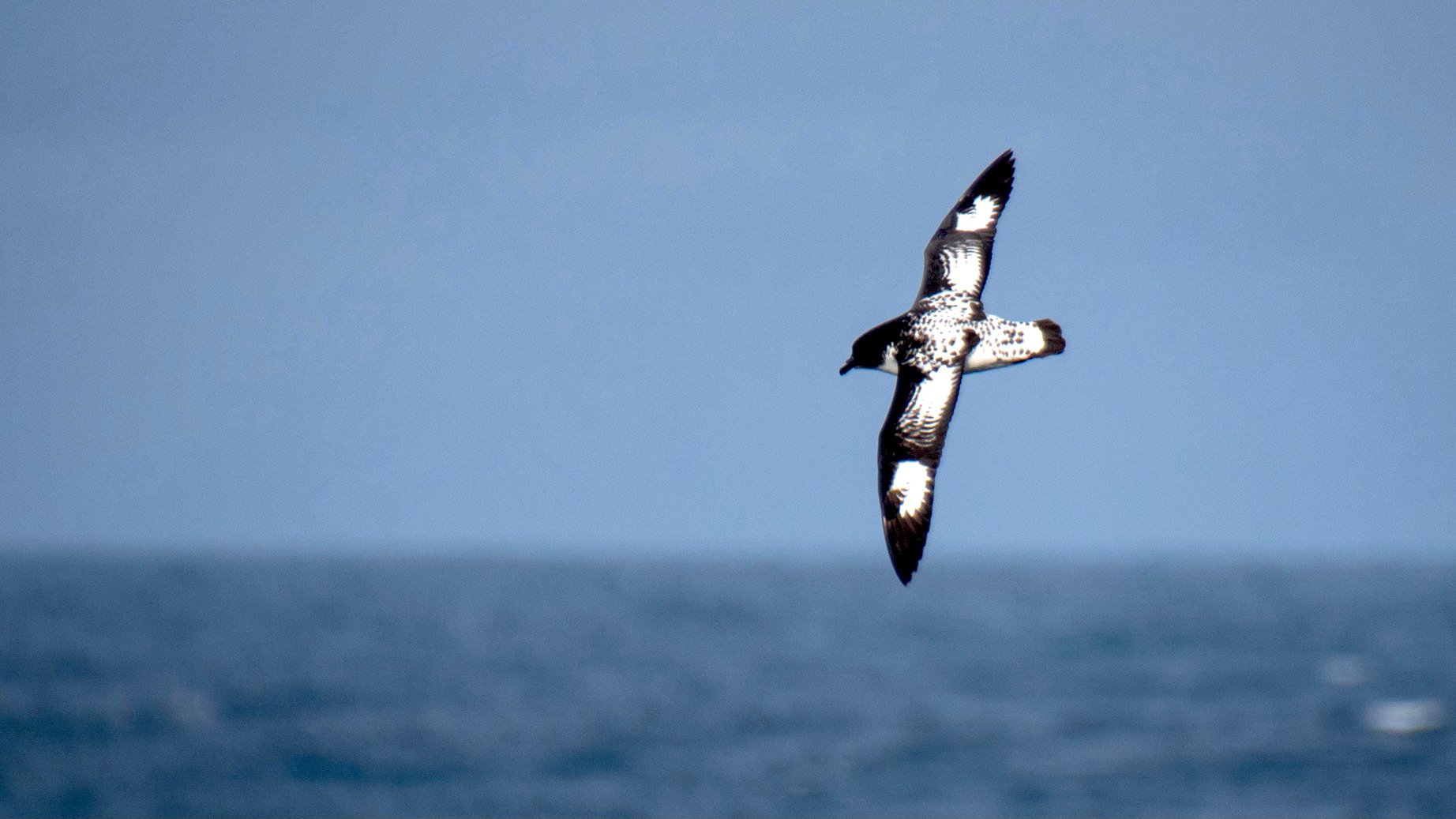 What is the Best Month to Cross the Drake Passage? - Swoop Antarctica Blog